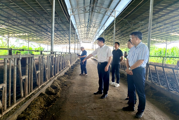 实地考察肉牛牛舍.jpg